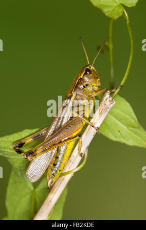 Großen Marsh Grasshopper, Sumpfschrecke, Sumpf-Schrecke, Stethophyma Grossum, Mecostethus Grossus, le Criquet blutbefleckter Stockfoto