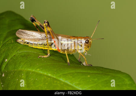 Großen Marsh Grasshopper, Sumpfschrecke, Sumpf-Schrecke, Stethophyma Grossum, Mecostethus Grossus, le Criquet blutbefleckter Stockfoto