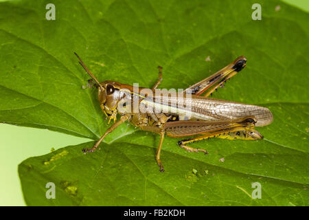 Großen Marsh Grasshopper, Sumpfschrecke, Sumpf-Schrecke, Stethophyma Grossum, Mecostethus Grossus, le Criquet blutbefleckter Stockfoto