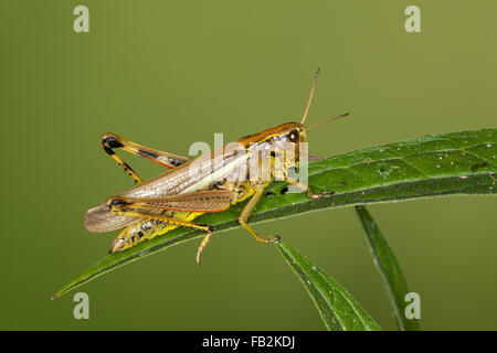 Großen Marsh Grasshopper, Sumpfschrecke, Sumpf-Schrecke, Stethophyma Grossum, Mecostethus Grossus, le Criquet blutbefleckter Stockfoto