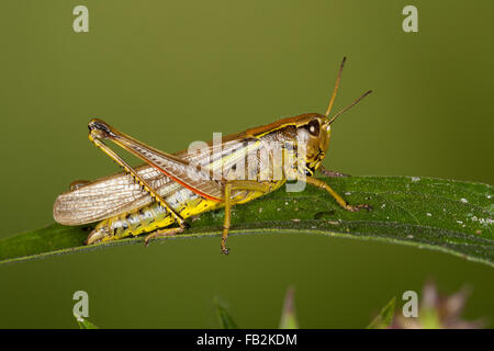 Großen Marsh Grasshopper, Sumpfschrecke, Sumpf-Schrecke, Stethophyma Grossum, Mecostethus Grossus, le Criquet blutbefleckter Stockfoto