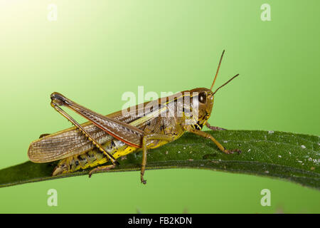 Großen Marsh Grasshopper, Sumpfschrecke, Sumpf-Schrecke, Stethophyma Grossum, Mecostethus Grossus, le Criquet blutbefleckter Stockfoto