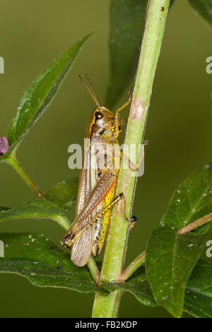 Großen Marsh Grasshopper, Sumpfschrecke, Sumpf-Schrecke, Stethophyma Grossum, Mecostethus Grossus, le Criquet blutbefleckter Stockfoto