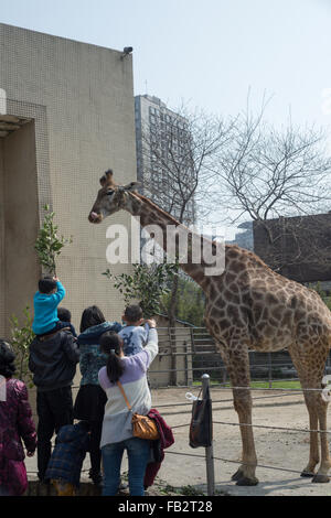 Füttern Giraffen im Zoo von Chongqing, China. Stockfoto