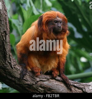 Brasilianische Golden Marmoset (Leontopithecus Rosalia) alias Goldener Löwe Tamarin Stockfoto