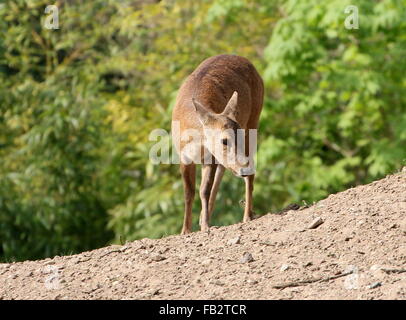 Weibliche indische Schwein Hirsch (Axis Porcinus, Hyelaphus Porcinus), gebürtig aus Pakistan nach westlichen Thailand Stockfoto