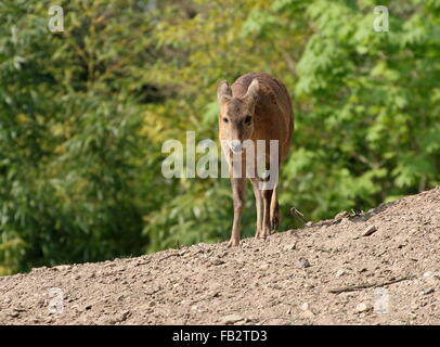 Weibliche indische Schwein Hirsch (Axis Porcinus, Hyelaphus Porcinus), gebürtig aus Pakistan nach westlichen Thailand Stockfoto