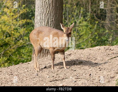 Weibliche indische Schwein Hirsch (Axis Porcinus, Hyelaphus Porcinus), gebürtig aus Pakistan nach westlichen Thailand Stockfoto