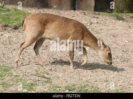 Weibliche indische Schwein Hirsch (Axis Porcinus, Hyelaphus Porcinus), gebürtig aus Pakistan nach westlichen Thailand Stockfoto