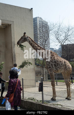 Füttern Giraffen im Zoo von Chongqing, China. Stockfoto