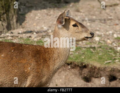 Weibliche indische Schwein Hirsch (Axis Porcinus, Hyelaphus Porcinus), gebürtig aus Pakistan nach westlichen Thailand Stockfoto