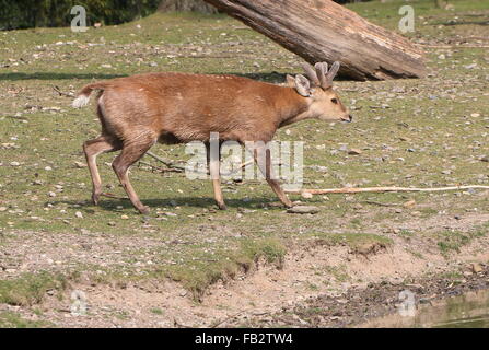 Männliche indische Schwein Hirsch (Axis Porcinus, Hyelaphus Porcinus), gebürtig aus Pakistan nach westlichen Thailand Stockfoto