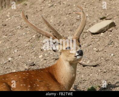 Männliche indische Schwein Hirsch (Axis Porcinus, Hyelaphus Porcinus), Nahaufnahme des Kopfes und Geweih Stockfoto