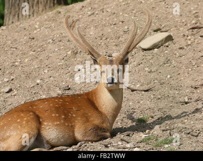 Männliche indische Schwein Hirsch (Axis Porcinus, Hyelaphus Porcinus), gebürtig aus Pakistan nach westlichen Thailand Stockfoto