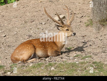 Männliche indische Schwein Hirsch (Axis Porcinus, Hyelaphus Porcinus), gebürtig aus Pakistan nach westlichen Thailand Stockfoto