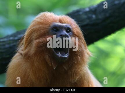 Brüllen brasilianischen Golden Marmoset (Leontopithecus Rosalia) alias Goldener Löwe Tamarin, weit offenem Mund und Zähne zeigen Stockfoto