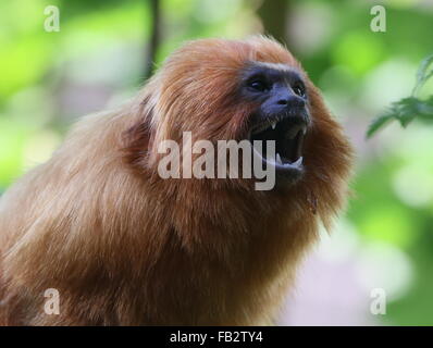 Brüllen brasilianischen Golden Marmoset (Leontopithecus Rosalia) alias Goldener Löwe Tamarin, weit offenem Mund und Zähne zeigen Stockfoto