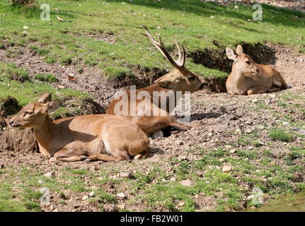 Männliche indische Schwein Hirsch (Axis Porcinus, Hyelaphus Porcinus) ruht zusammen mit mehreren tut. Gebürtig aus Pakistan nach Thailand Stockfoto