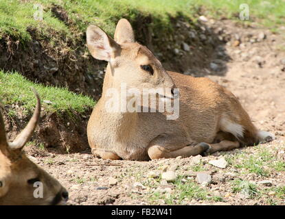 Ruhende weibliche indische Schwein Hirsch (Axis Porcinus, Hyelaphus Porcinus), Männchen im Vordergrund Stockfoto