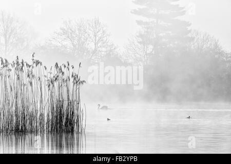 Tagesanbruch über den großen See auf dem Anwesen von Castle Howard in North Yorkshire, April 2015 Stockfoto