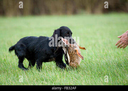 Englischer Cockerspaniel, der eine Ente abholt Stockfoto