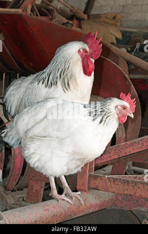 Sussex Hahn und Henne in einer landwirtschaftlichen Scheune Licht. Stockfoto