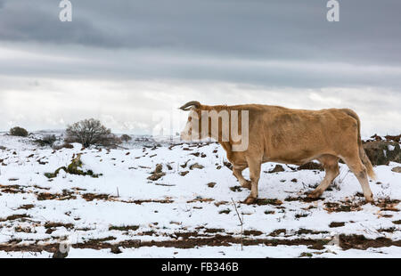 Portrait einer Kuh auf dem Hintergrund der Schnee in Israel Stockfoto