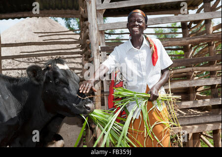 Glücklich aussehende kenianischen Dame füttern ihre Milchkuh mit Elefanten Rasen. Kenia. Stockfoto