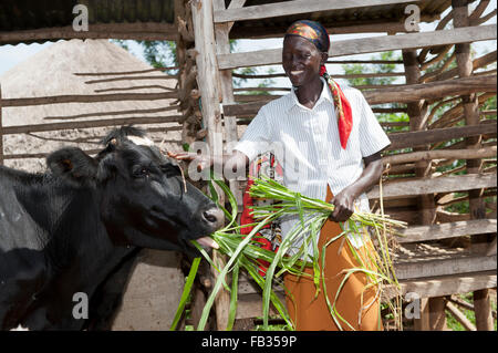 Glücklich aussehende kenianischen Dame füttern ihre Milchkuh mit Elefanten Rasen. Kenia. Stockfoto