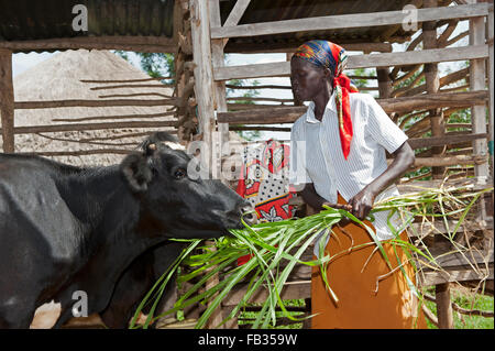 Glücklich aussehende kenianischen Dame füttern ihre Milchkuh mit Elefanten Rasen. Kenia. Stockfoto