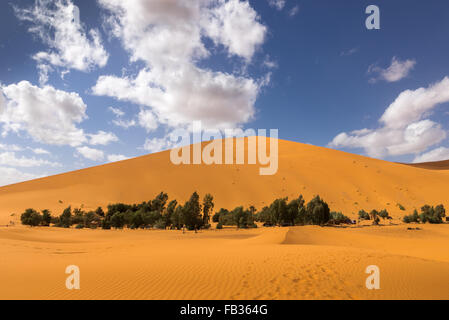 Oase in der Wüste Sahara Stockfoto