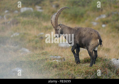 Männlicher Alpensteinbock / Steinbock / Alpensteinbock ( Capra Steinbock ) erhebt sich auf Almwiesen, kommenden Nebel, Schweiz, Wildtiere, Europa. Stockfoto