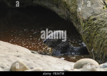 Fischotter, Essen in einem Pool auf dem Strand, Pacific Rim National Park, BC, Kanada, Vancouver Island Stockfoto