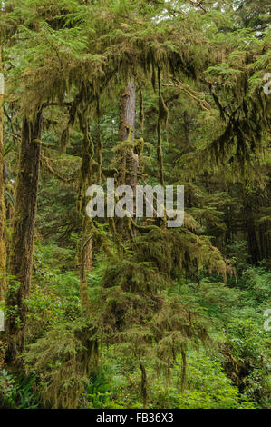 Alter Baum bedeckt mit Moos im Regenwald, Pacific Rim National Park, BC, Vancouver Island, Kanada Stockfoto