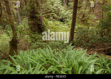 Dichte Vegetation auf dem Waldboden Regenwald in West Pacific Rim National Park, Vancouver Island, Kanada Stockfoto