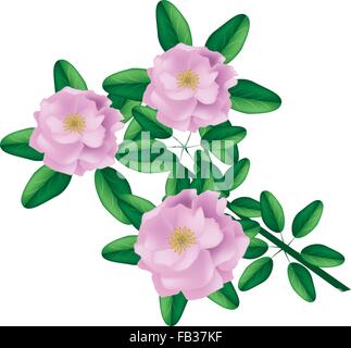 Schöne Blume, Illustration von drei schönen rosa Rosen, Isolated on White Background Stock Vektor