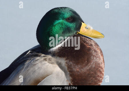 Porträt der Stockente Drake mit Feder auf Schnabel aus früheren Streit mit einer anderen Ente Ente Stockfoto
