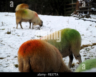 Schafe in schneebedeckten Feld mit leuchtend roten und grünen Farbstoff auf wollenen Jacken nach tupping Stockfoto