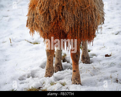 Detail der rote Farbstoff auf Brust RAM tupped Schafe zeigen rote Knie und lockige Vlies in schneebedeckten Feld markieren Stockfoto