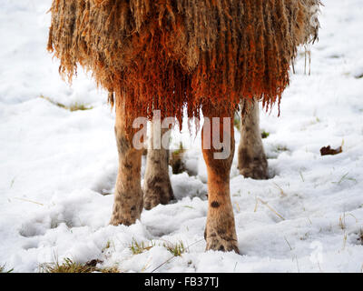 Detail der rote Farbstoff auf Brust RAM tupped Schafe zeigen rote Knie und lockige Vlies in schneebedeckten Feld markieren Stockfoto