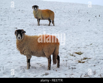 zwei Schafe in schneebedeckten Feld mit leuchtend roten Farbstoff auf wollenen Jacken nach tupping Stockfoto