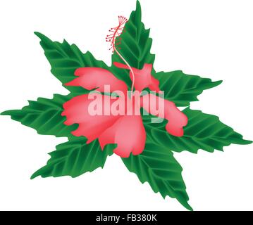 Schöne Blume, Darstellung der rote Hibiskusblüten oder rote Eibisch Blume mit grünen Blättern, Isolated on White Background. Stock Vektor