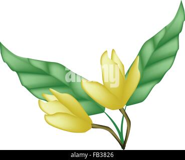 Schöne Blume, Darstellung der gelbe Magnolia Blumen oder gelber Vogel Magnolie Blüten mit grünen Blättern, die isoliert auf weiß Ba Stock Vektor