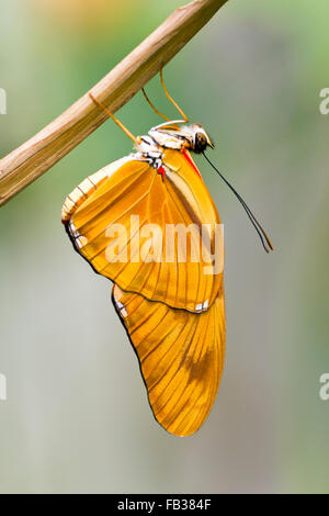 Julia Heliconian (Dryas Iulia, Dryas Julia) Schmetterling Stockfoto