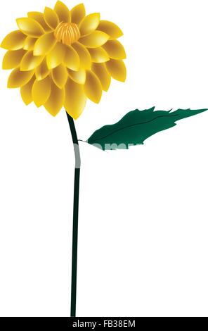 Schöne Blume, Illustration von Bright und schöne gelbe Blume Dahlie mit grünen Blättern, Isolated on White Background. Stock Vektor