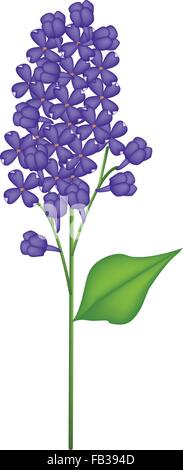 Schöne Blume, Darstellung der blaue Flieder oder Syringa Vulgaris mit grünen Blättern auf transparenten Hintergrund isoliert. Stock Vektor