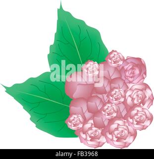 Schöne Blume, Illustration von rosa Pracht Bower Blumen oder Clerodendrum Chinense Blüten mit grünen Blättern, die isoliert auf Transport Stock Vektor