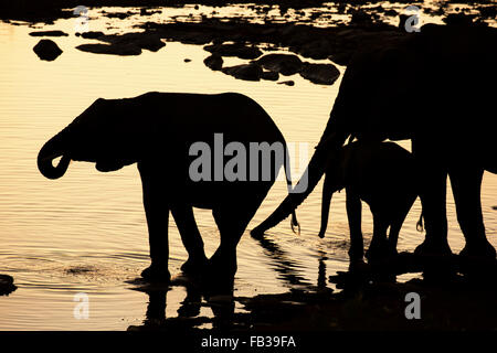Gruppe von Elefanten, die Silhouette, wie sie an einer Wasserstelle in der Abenddämmerung in Namibia zu trinken Stockfoto