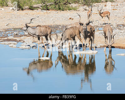 Größere Kudu Hirsche und schwarz-faced Impala Ankunft am Wasserloch im Etosha Nationalpark, Namibia, zu trinken Stockfoto