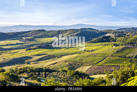 Luftaufnahme des Grün der Weinberge in der Toskana, Italien Stockfoto